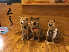 -柴务处·柴犬主题狗咖