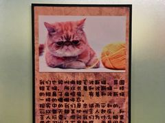 -猫咪博物馆(顶澳仔猫街店)