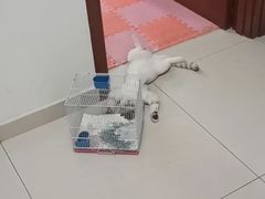 -萌兽医馆·眼科·异宠专科(三里屯店)