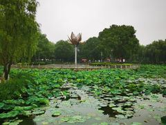 -荷花公园