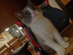 -东方名猫馆·英短金渐层布偶猫舍(环线广场1号楼店)