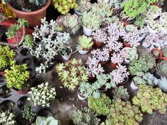 -金科花卉市场