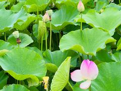 -梁鸿国家湿地公园