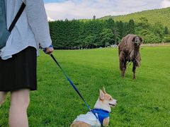 -武陵山森林公园