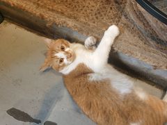 -弗劳尔花艺坊(龙涛店)