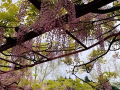 -嘉定紫藤园