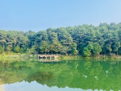 -铁山坪森林公园