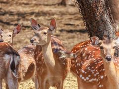 -沈阳森林动物园