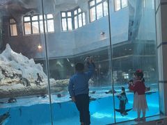 -帝企鹅自助餐厅•儿童岛•真企鹅(长隆企鹅酒店)