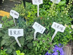 -溪岸路花鸟市场