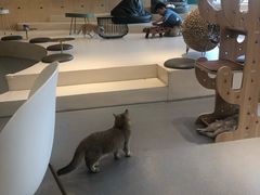 -飞行喵MR PILOT|猫舍·猫咖(静安大融城店)