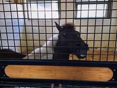 -北京群众马术培训基地