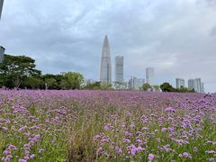 -深圳湾公园(南山区)