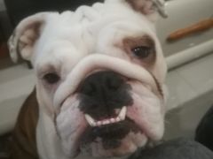 -圣宠动物医院·犬猫专科·影像中心·外科中心