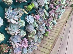 -三圣花乡旅游区