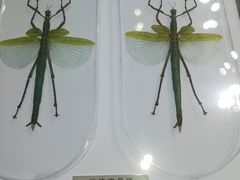 -上海昆虫博物馆