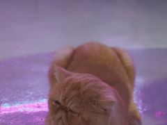-极木²邸 人与宠物·互动社区