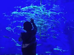 -成都浩海立方海洋公园