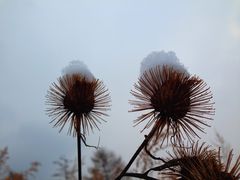 -雪谷