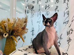 -爱洗澡的猫(望京店)