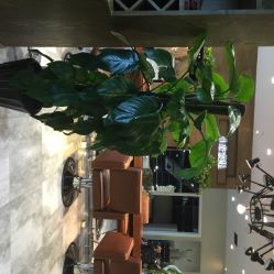 小左美发(五角场店)-小左沙龙