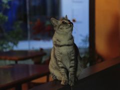 -猫岛主趣味餐厅(鼓浪屿店)