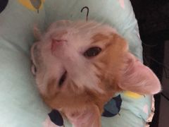 -瑞派长江宠物医院·猫科·外科·24小时夜护(谊城公寓分院)