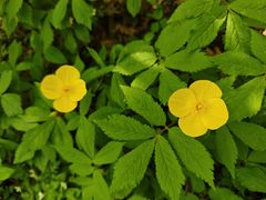 -大连天门山国家森林公园