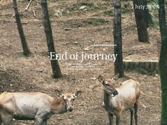 -沈阳森林动物园