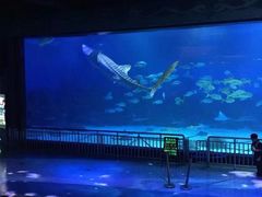 -烟台海昌鲸鲨海洋公园