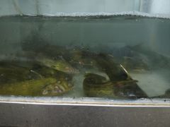 -九寨沟石锅鱼(沣峪口二十年店)