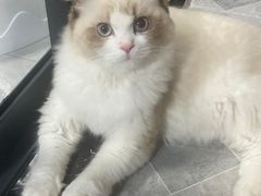 -lincat·猫舍(广州店)