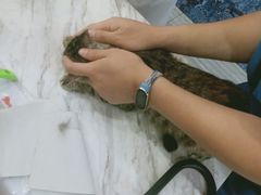 -瑞派名望志远动物医院·猫科·內科·异宠专科(直港大道店)