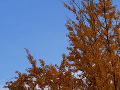 -苏州碑刻博物馆