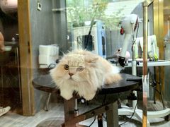 -悠尼宠物·独立低压伊珊娜洗护·美容·寄养(兰谷路店)