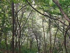 -大岭沟猕猴桃谷风景区