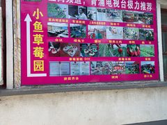 -小鱼草莓采摘园农家乐·小鱼餐厅