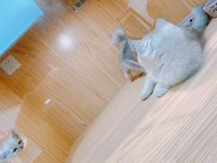 -屋虎猫馆(宝安大仟里店)