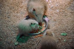 -酷嗒动物文化乐园(cutezoo西溪乐天城店)