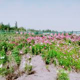 打卡喀什景点——香妃园
