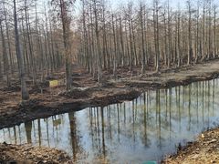 -泗洪洪泽湖湿地景区