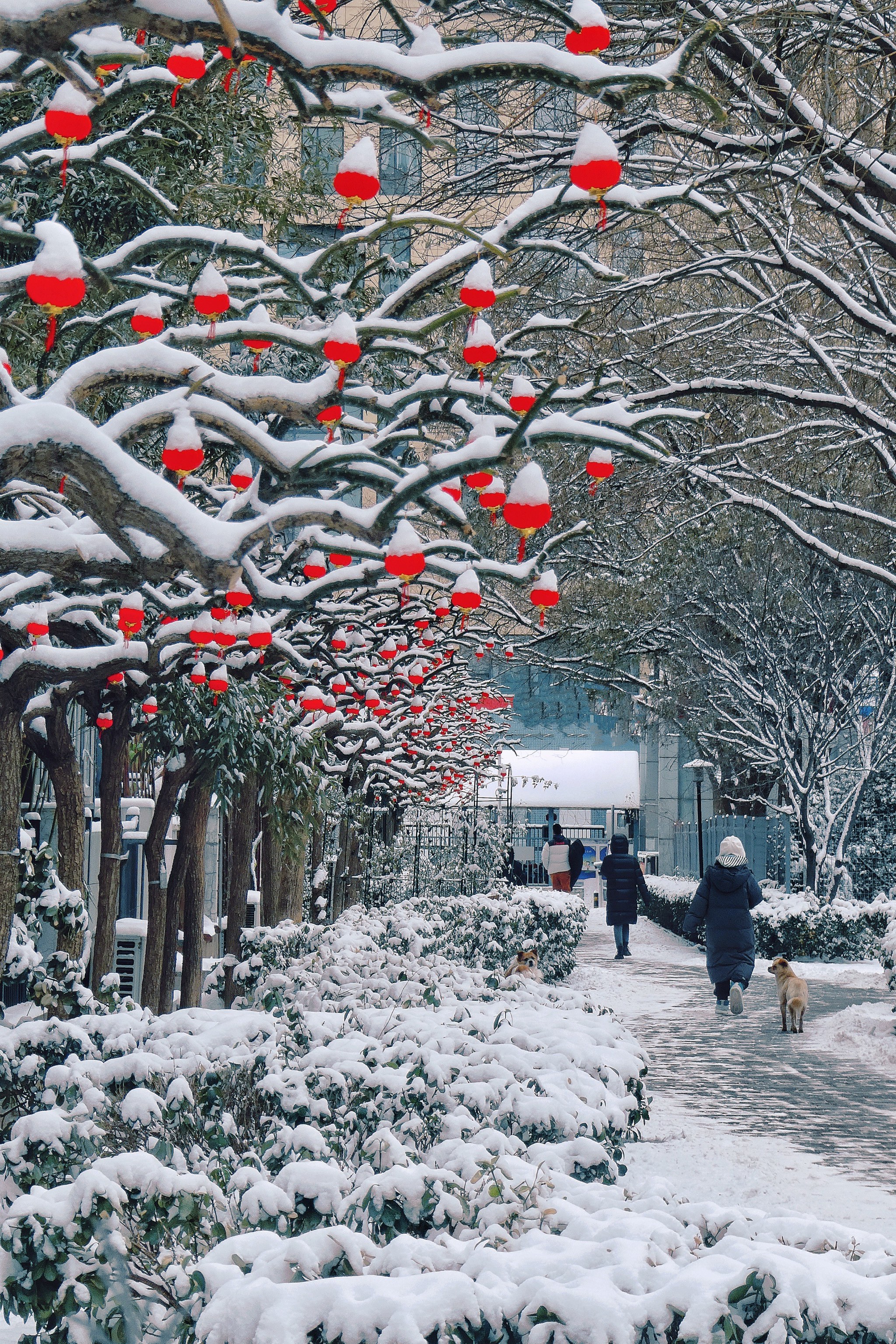 2022北京最美雪景图片