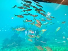 -海棠湾洲际-涛·海底餐厅·美人鱼·自助餐·海底隧道