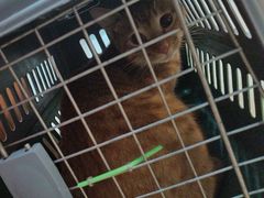 -宠颐生汉谟拉比宠物医院