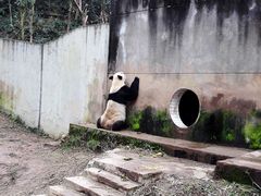 -中国大熊猫保护研究中心雅安碧峰峡基地