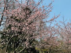 -杭州植物园