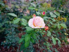 -香蜜公园