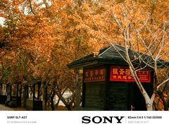 -千年银杏谷文化旅游区