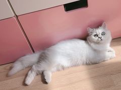 -纳吉亚猫专科动物诊疗中心(蒋宅口分院)