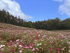 -大塘金香草谷